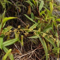 Nepenthes distillatoria L.